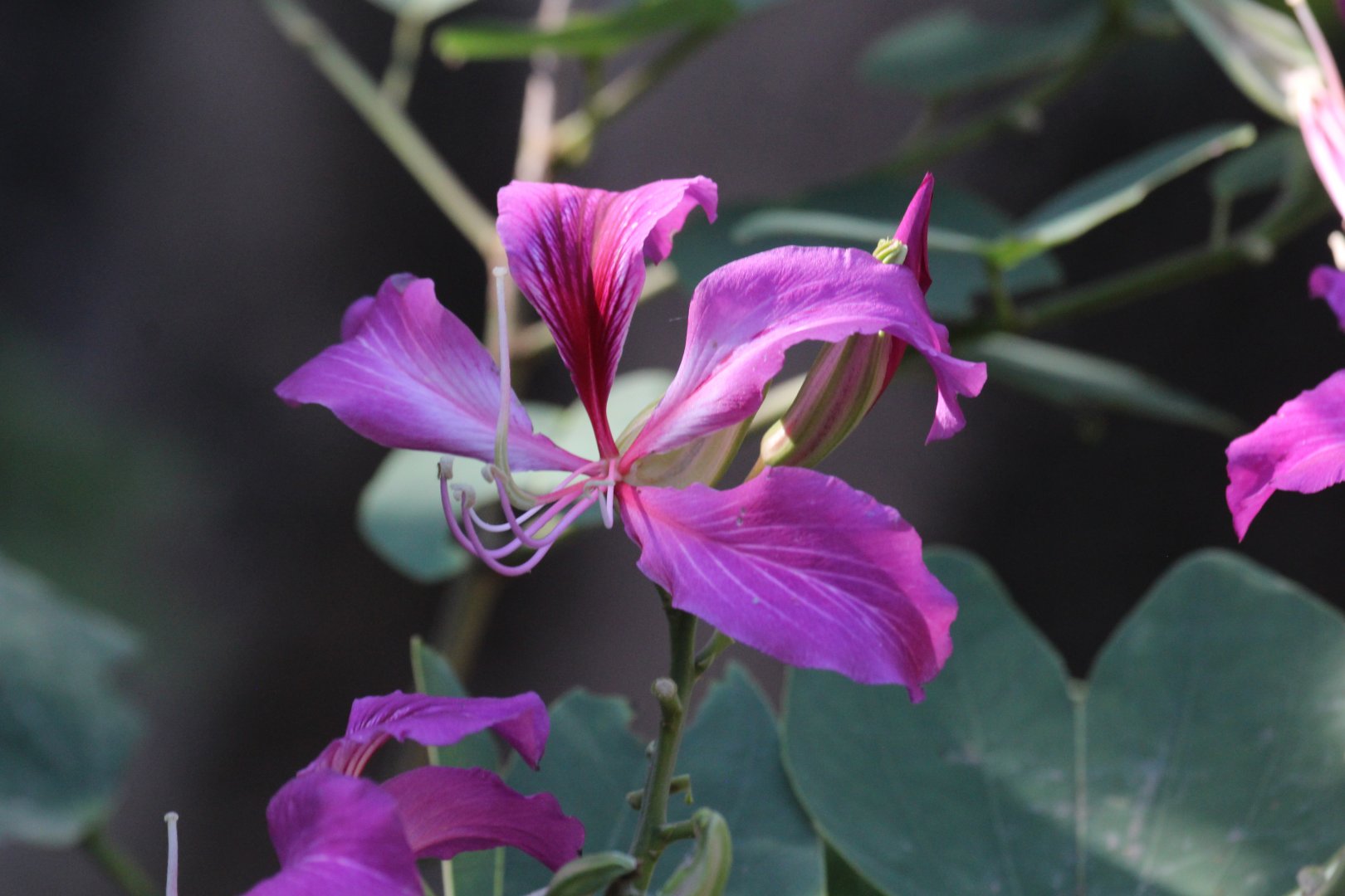 Hong Kong Orchid Tree blossom