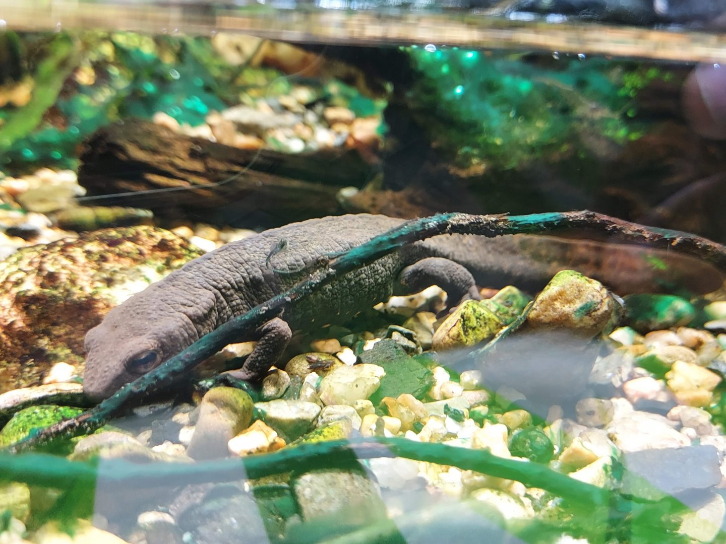 Hong Kong Warty Newt
