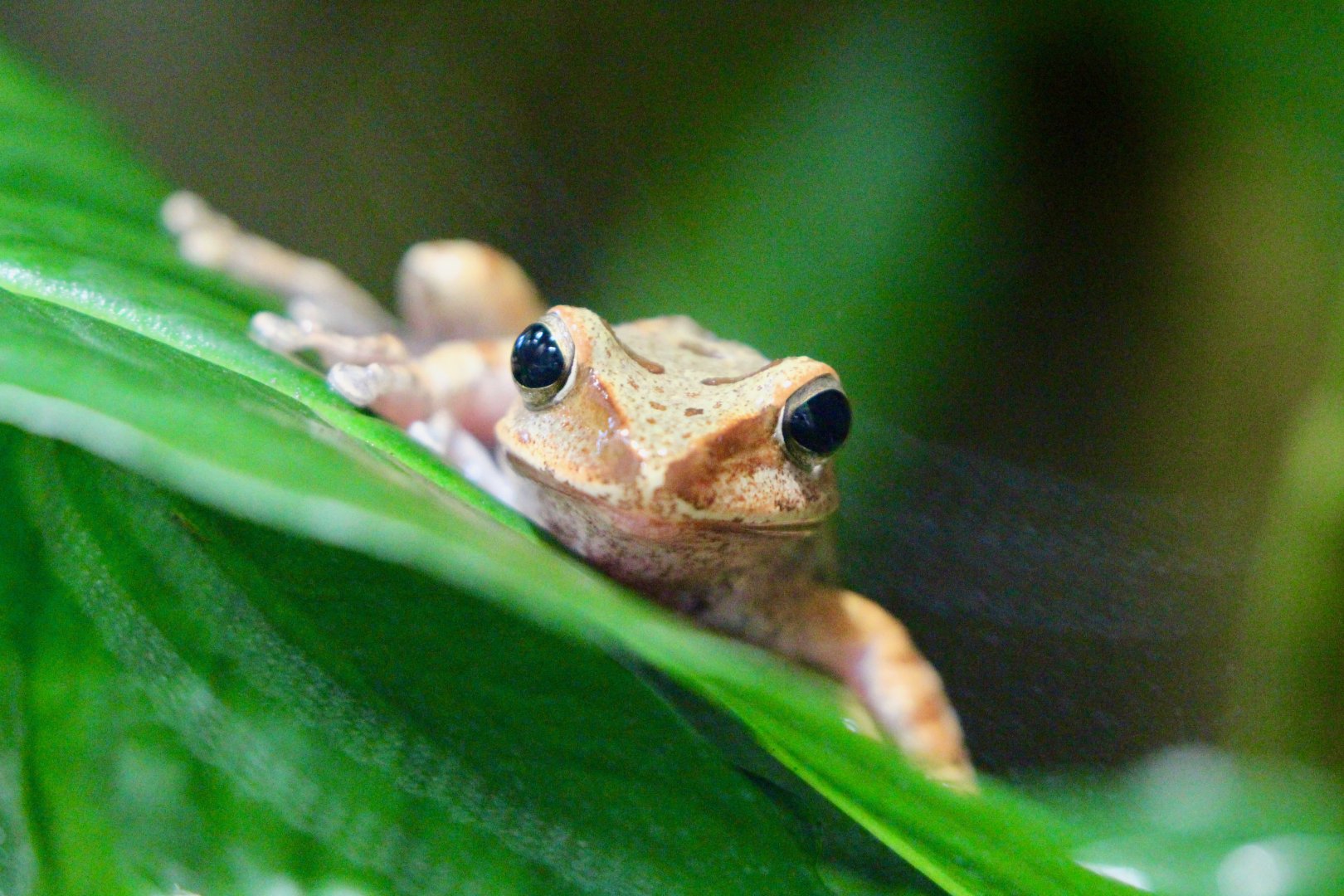 Hong Kong Whipped Frog, Berlin Zoo, April 2019