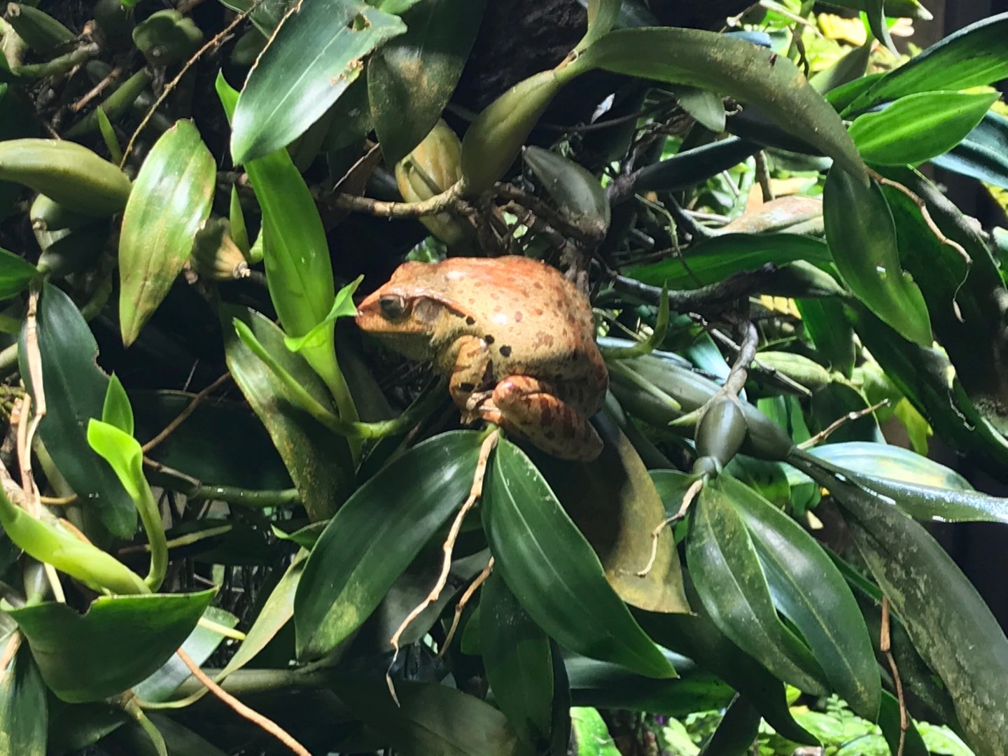 Hong Kong whipped frog (Polypedates megacephalus) 270118