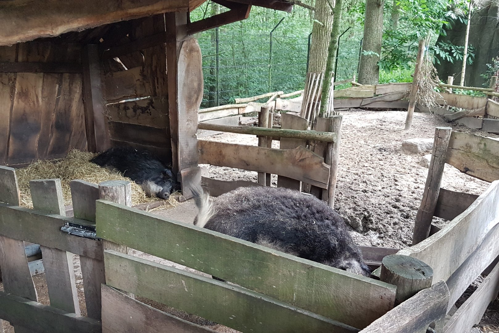 Hongarian woolly pig-enclosure