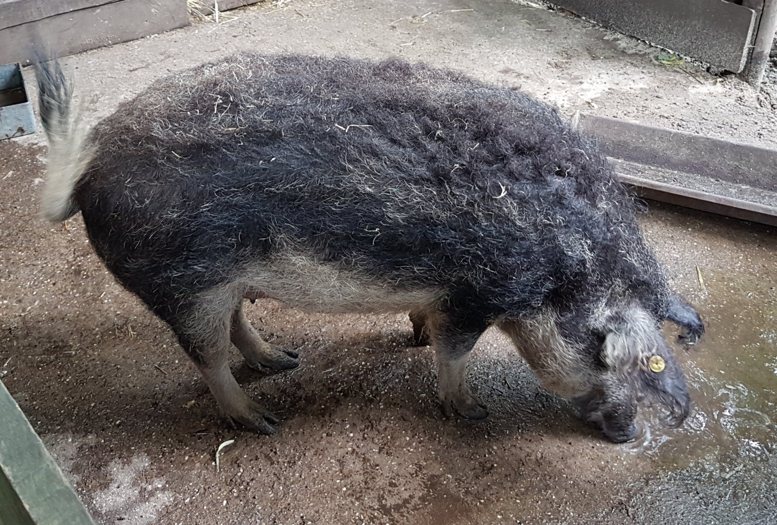 Hongarian woolly pig