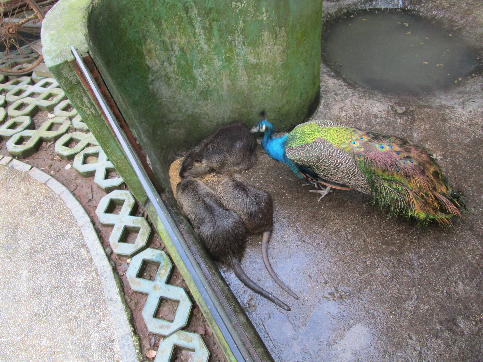 Hongmei Park Aviary - Coypu?