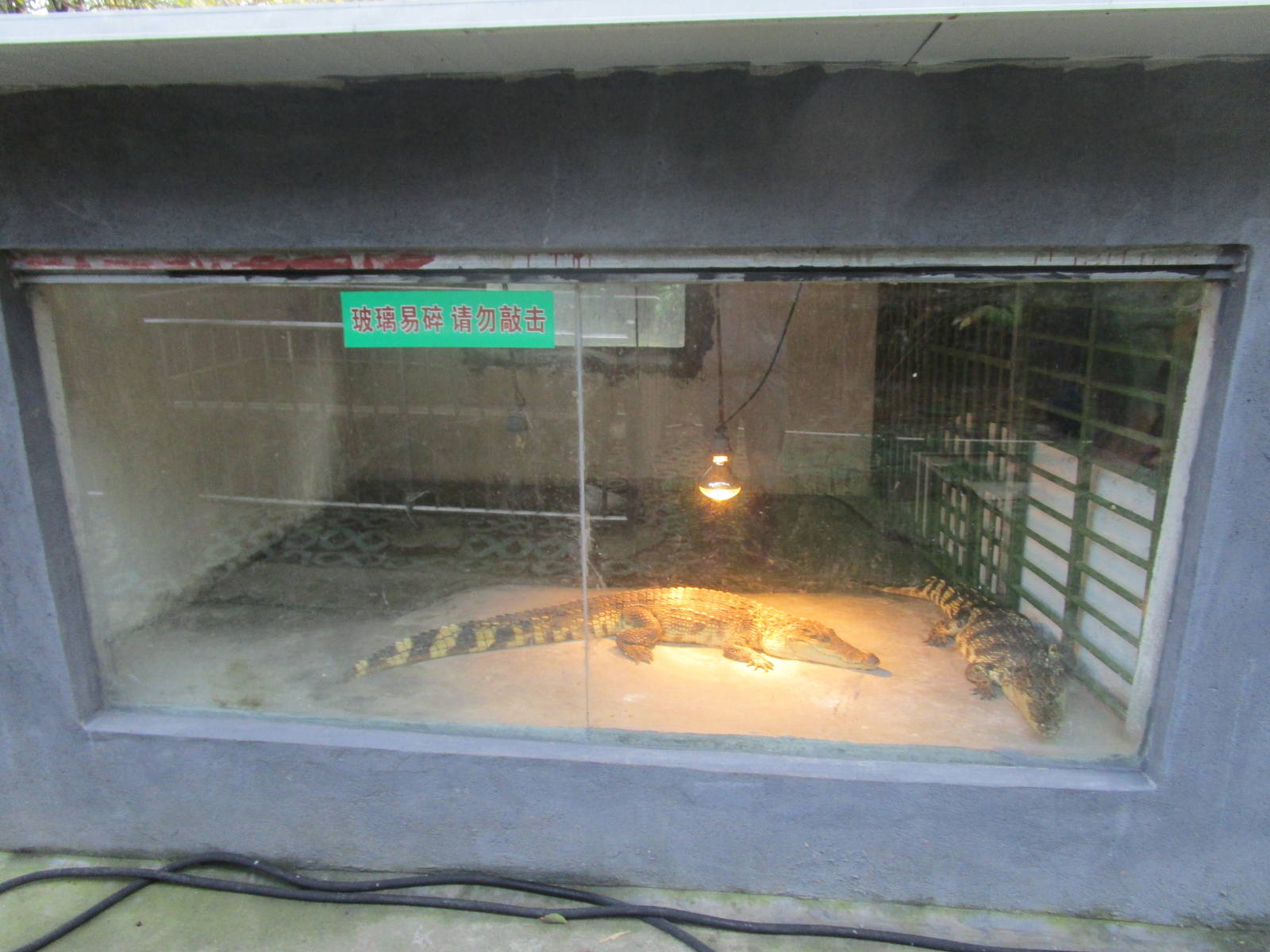 Hongmei Park Aviary - Crocodile Terrarium