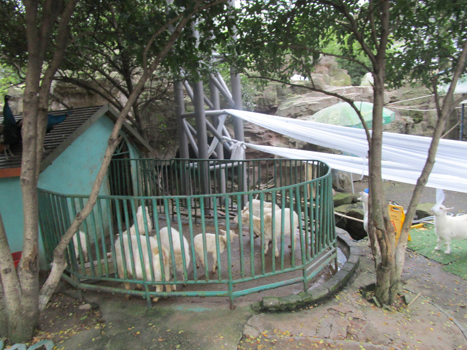 Hongmei Park Aviary - Goat Pen