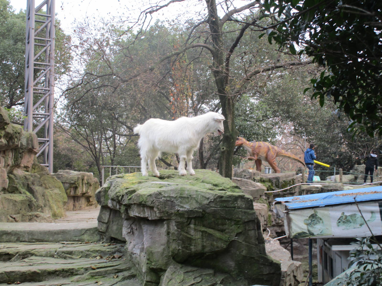 Hongmei Park Aviary - goat