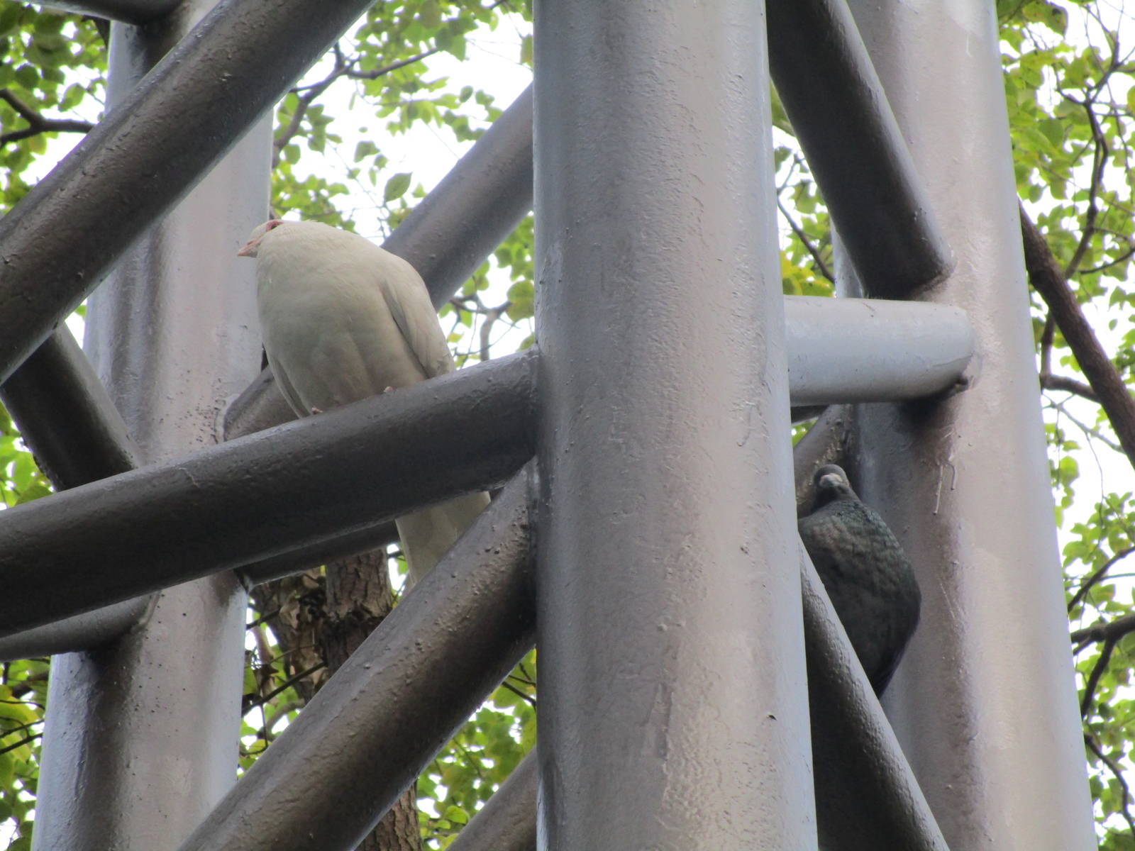 Hongmei Park Aviary - pigeon sp.