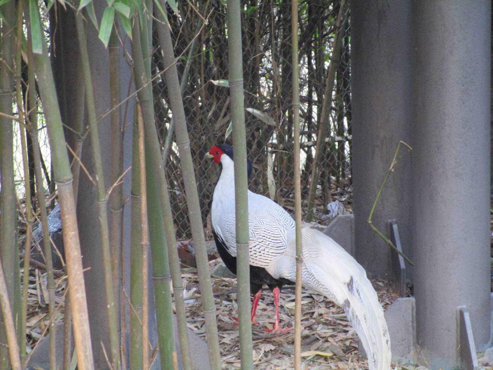 Hongmei Park Aviary - Silver Pheasant