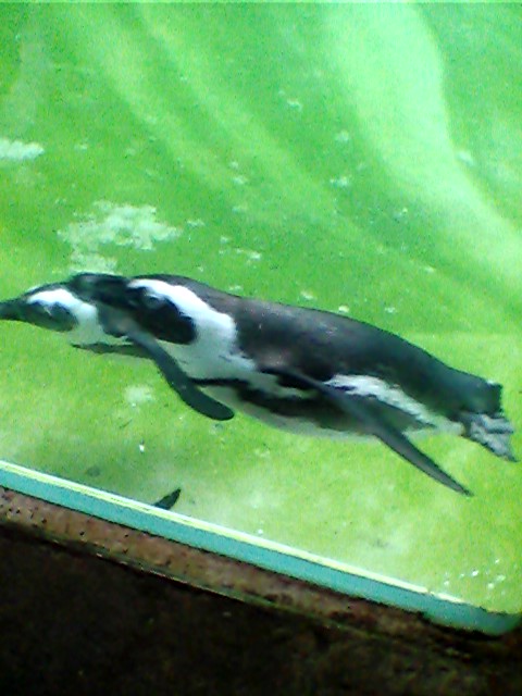 Honolulu Zoo African Penguins