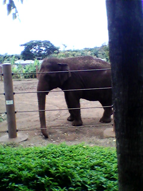 Honolulu Zoo elephant