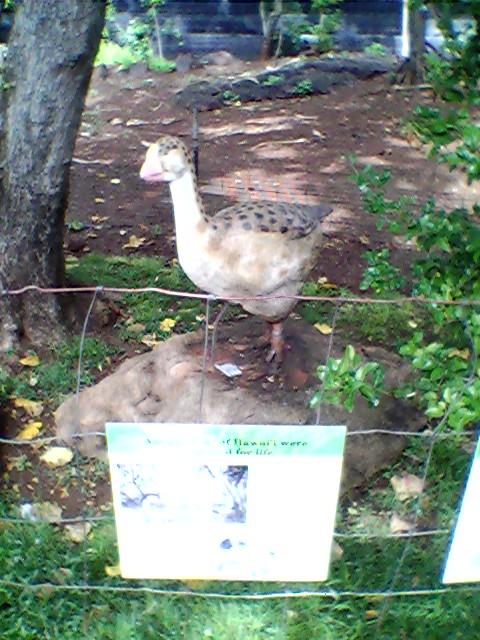 Honolulu Zoo Extinct Goose Model