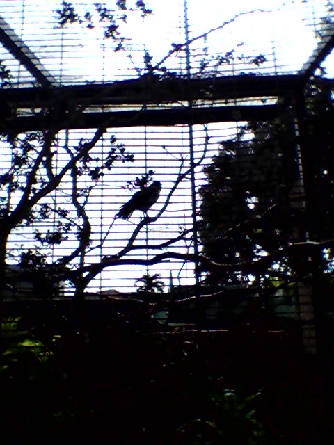 Honolulu Zoo Hawaiian Hawk Exhibit