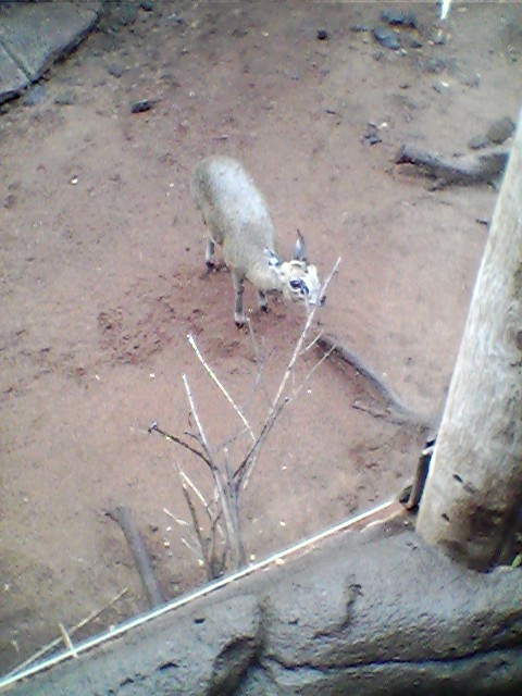 Honolulu Zoo Klipspringer