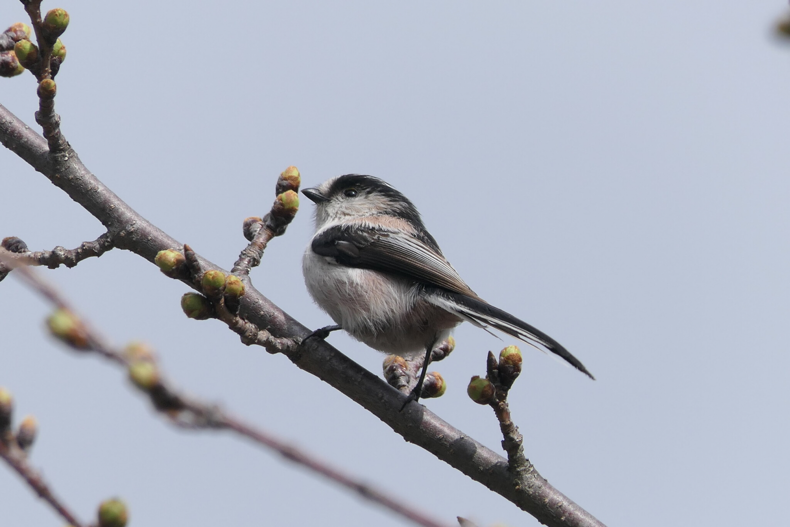 Honshu Long-tailed Tit (Aegithalos caudatus trivirgatus)