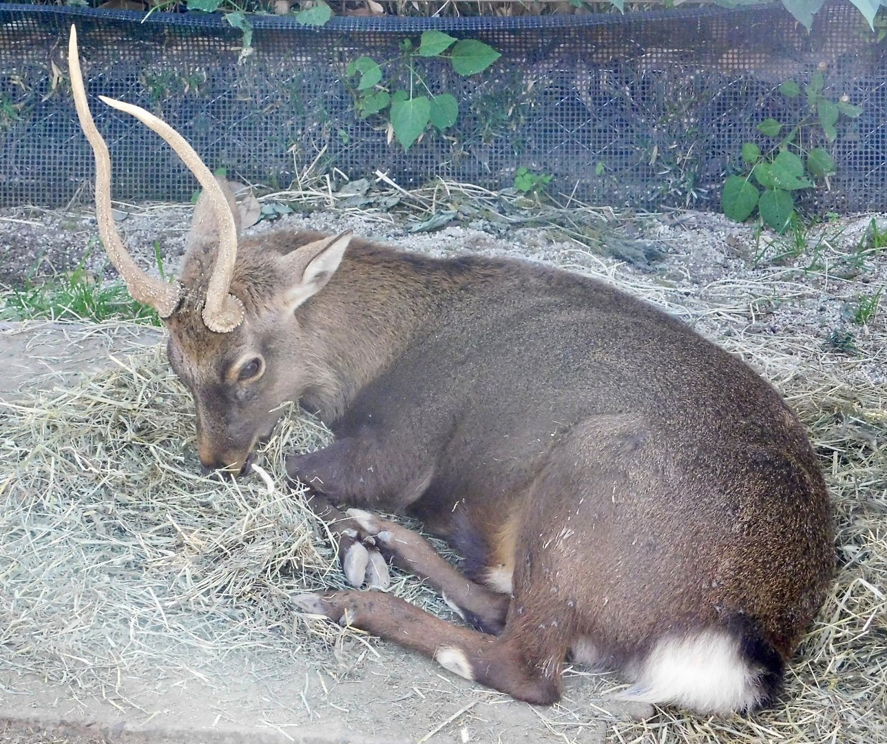 Honshu Sika Deer (Cervus nippon aplodontus) - Tobu Zoo November 15, 2025