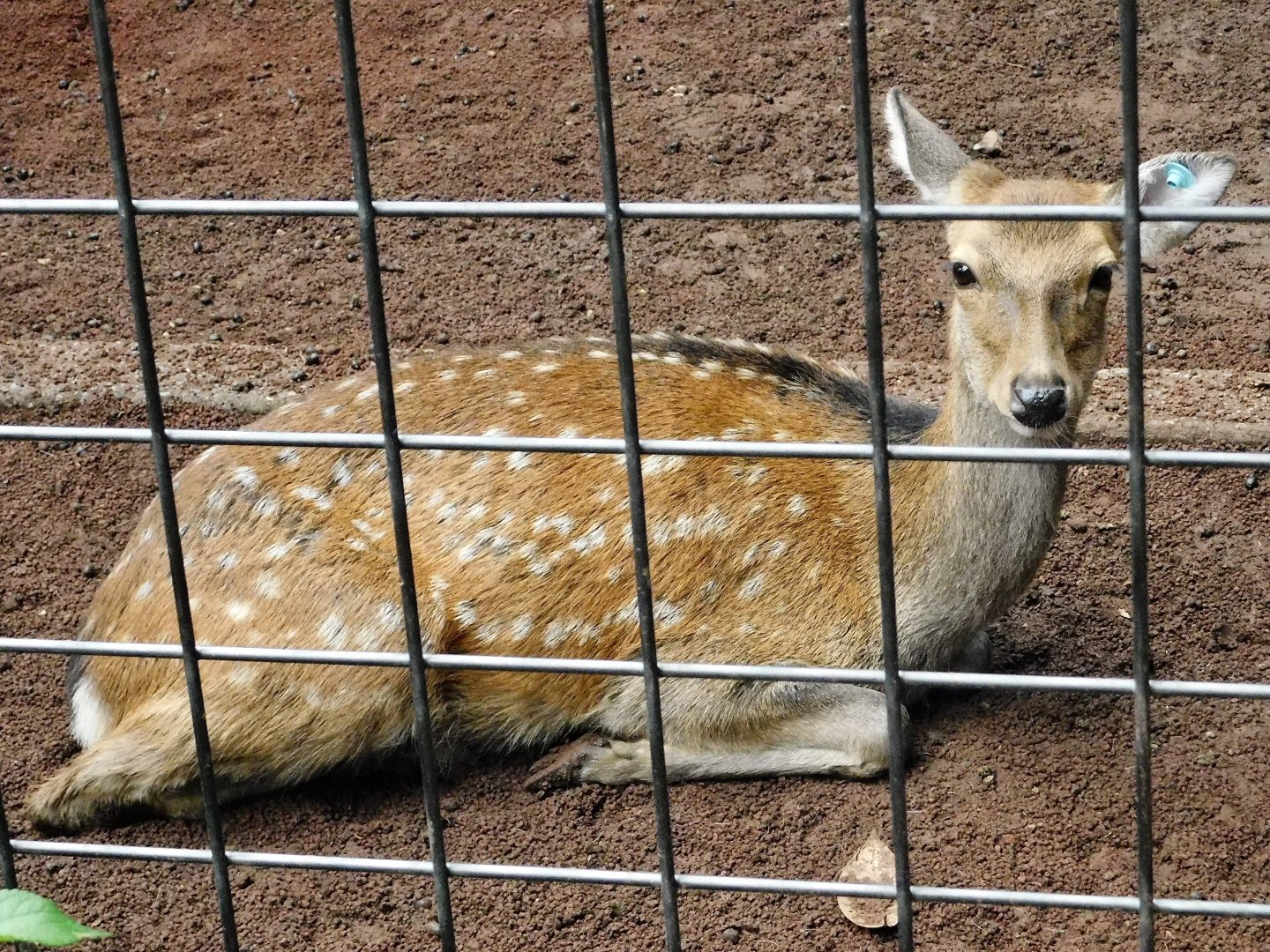 Honshu Sika Deer (Cervus nippon centralis) - Yumemigasaki Zoological Park October 12, 2025