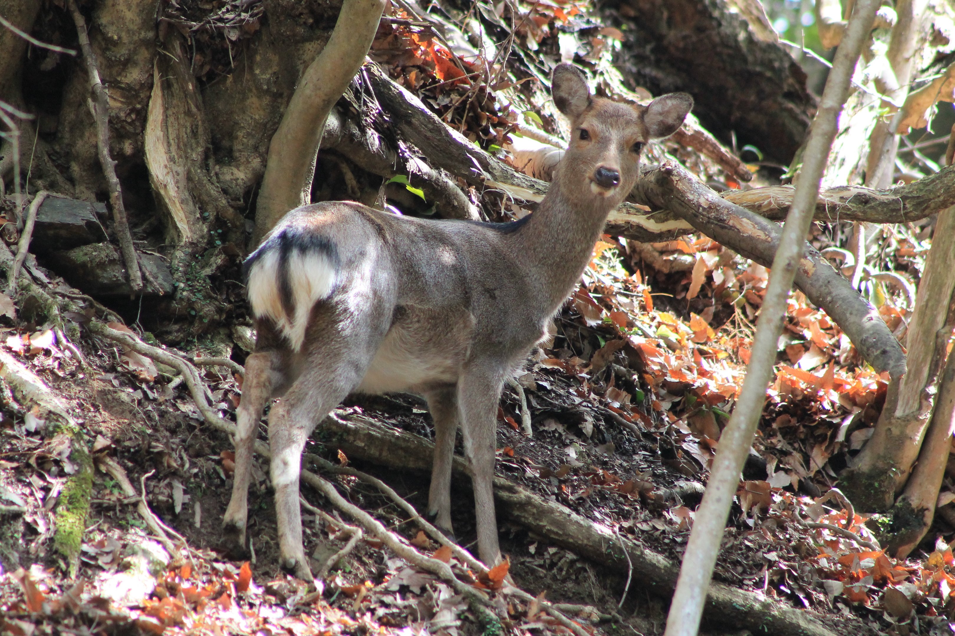 Honshu Sika Deer (Cervus nippon)