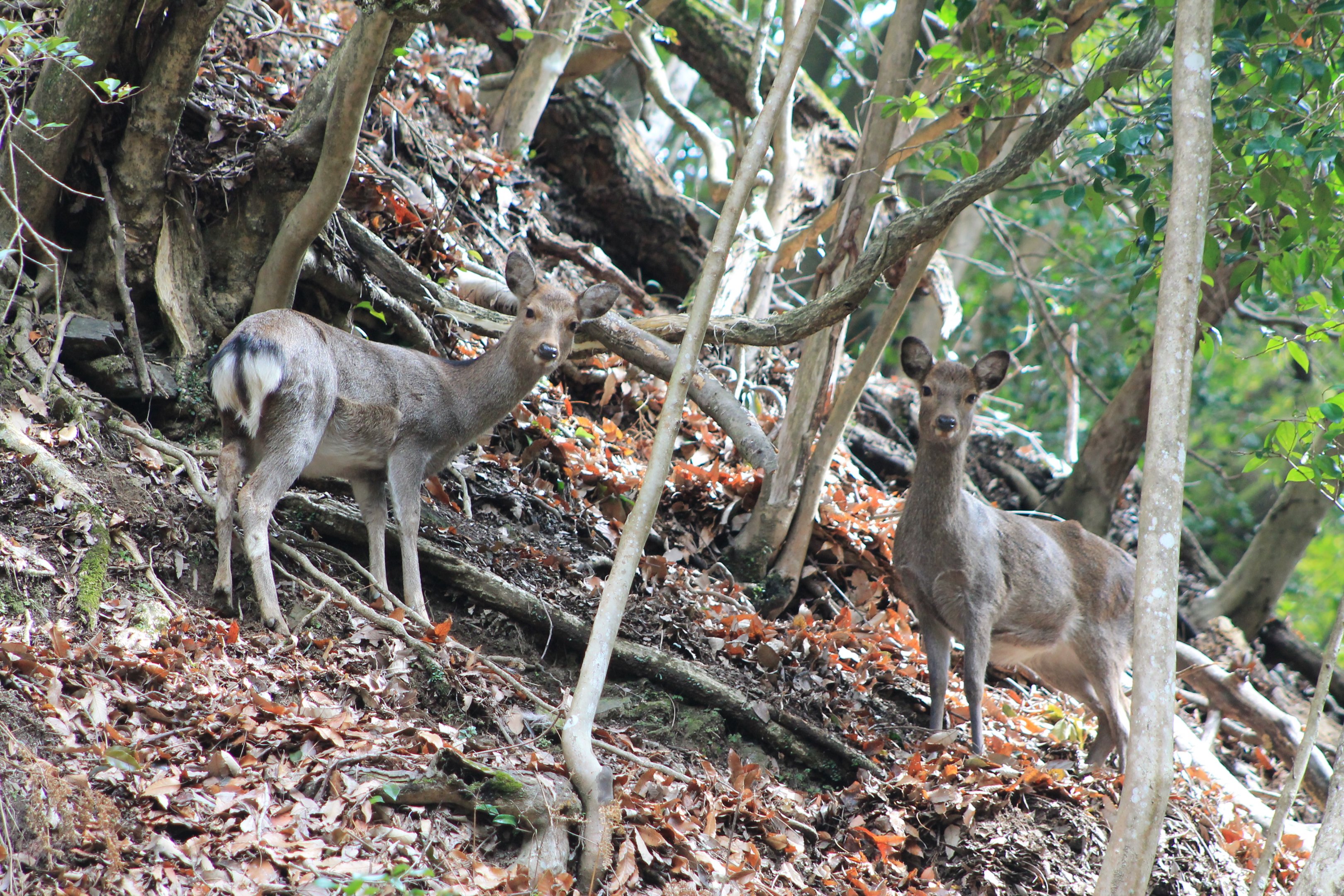 Honshu Sika Deer (Cervus nippon)