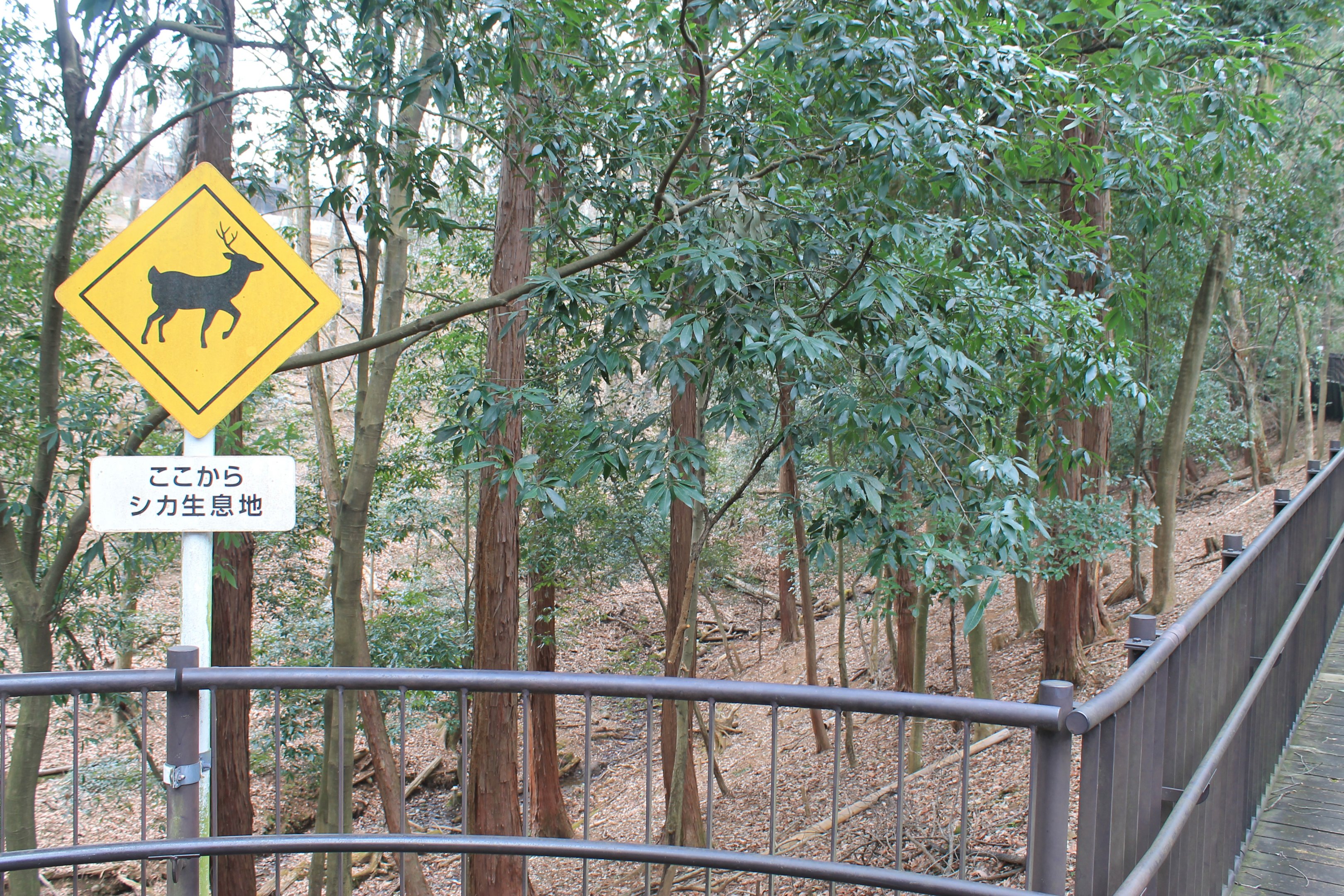 Honshu Sika Deer enclosure - Saitama Childrens Zoo