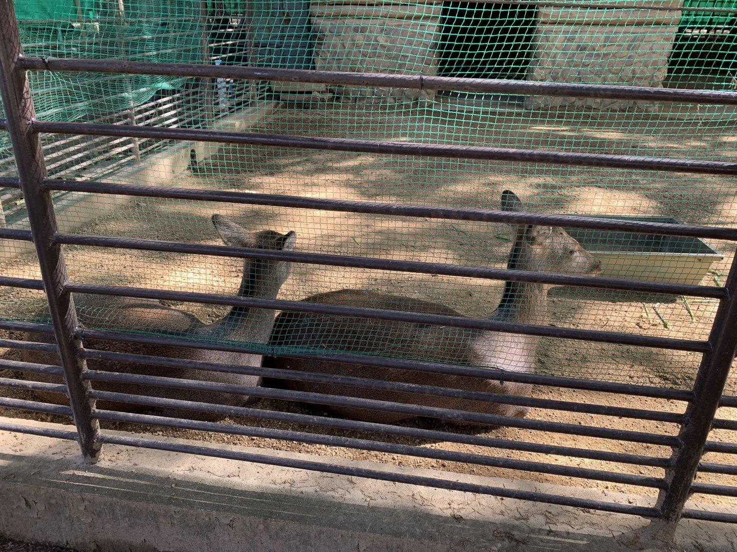 Honshu Sika Deer (Himeji City Zoo)