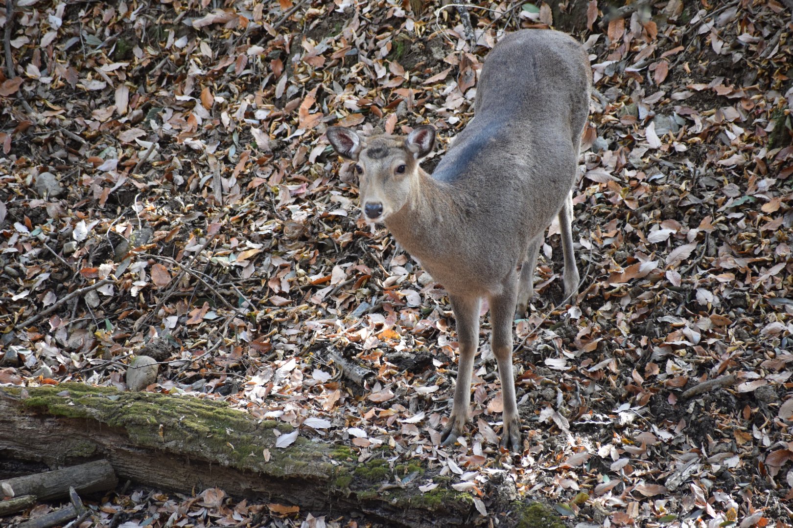 Honshu sika deer - Saitama Children's Zoo
