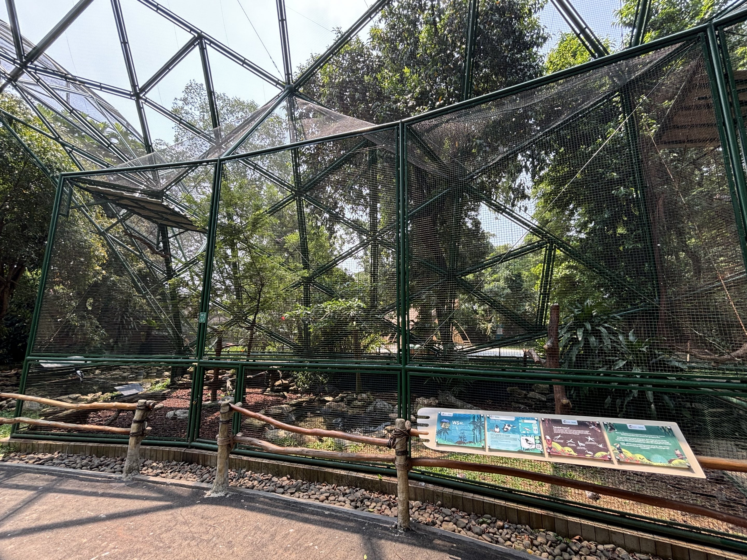 Hooded Butcherbird Aviary