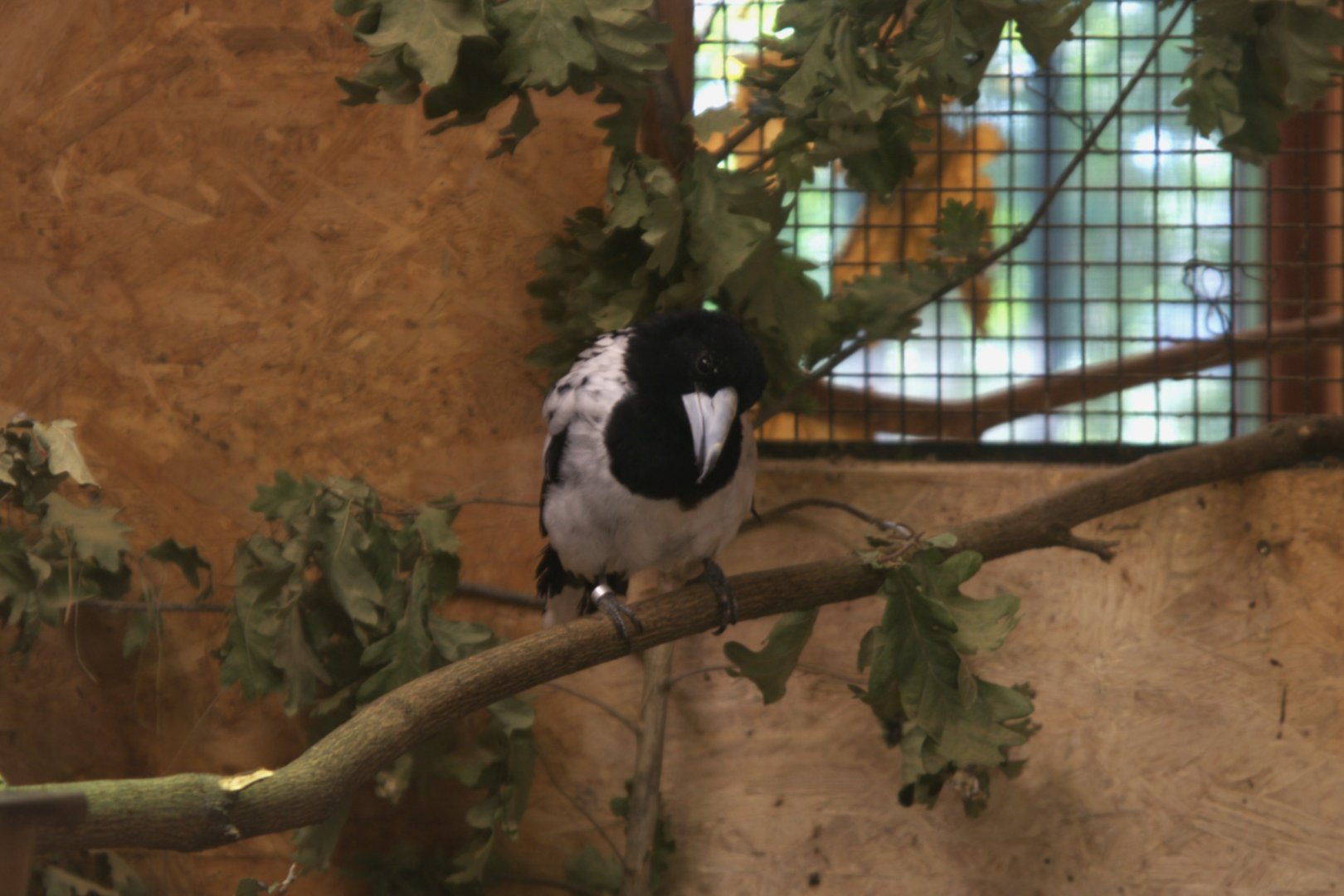 Hooded Butcherbird (Cracticus cassicus), 13-09-25