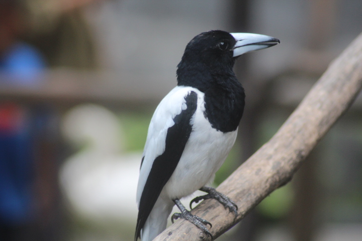 Hooded butcherbird (Cracticus cassicus cassicus)