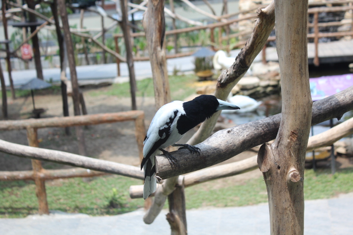 Hooded butcherbird (Cracticus cassicus)
