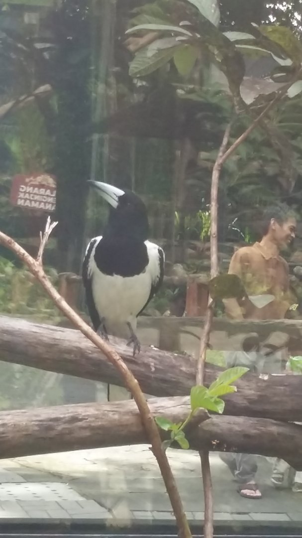Hooded butcherbird (Cracticus cassicus)