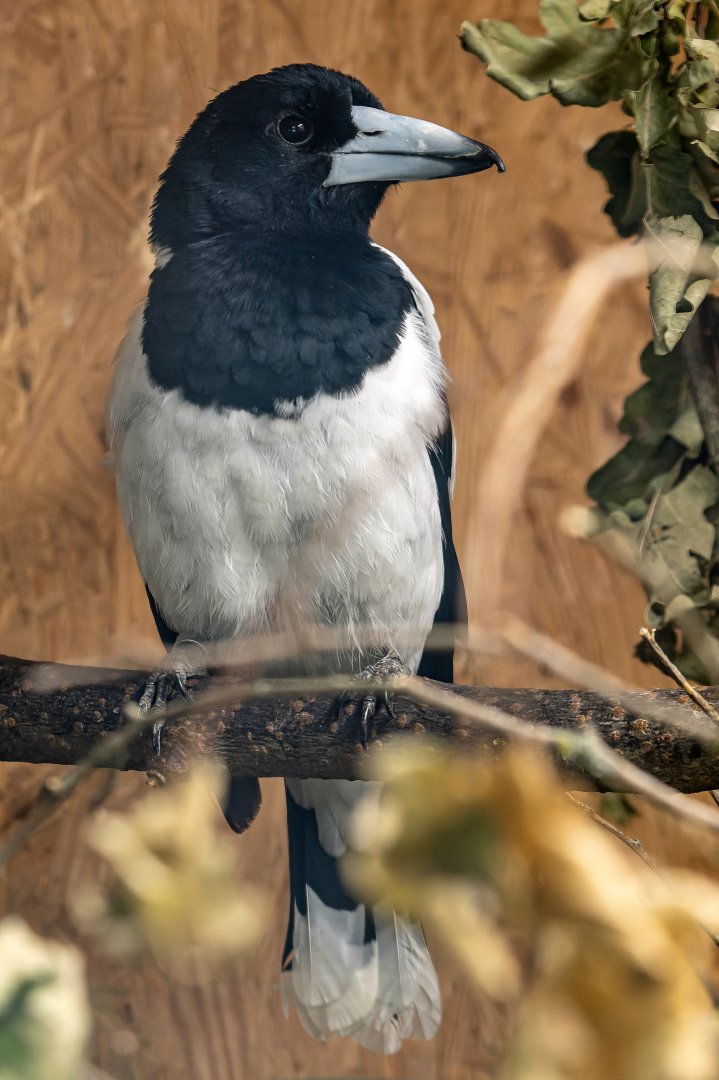 Hooded butcherbird (Cracticus cassicus)