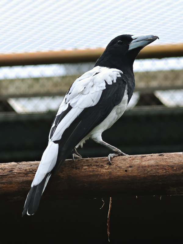 Hooded butcherbird (Cracticus cassicus)