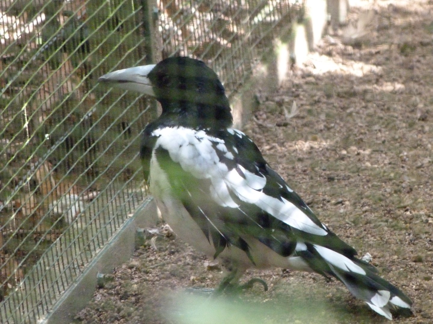 Hooded butcherbird -Zoo Plzeň (2025)