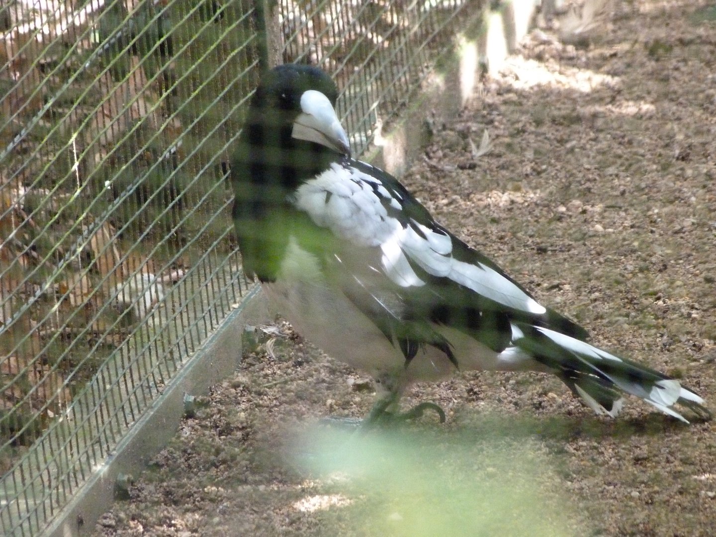Hooded butcherbird -Zoo Plzeň (2025)
