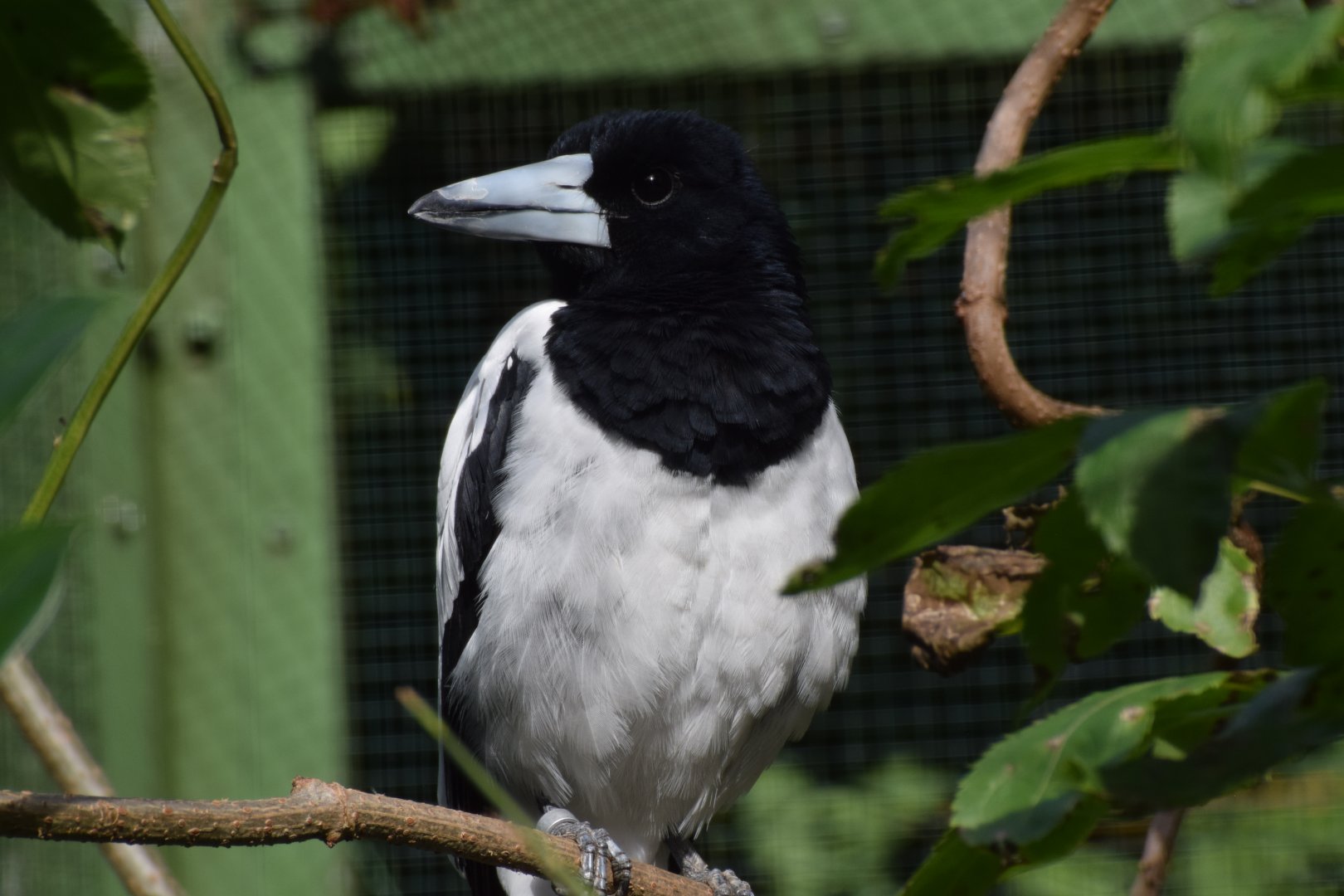 Hooded butcherbird