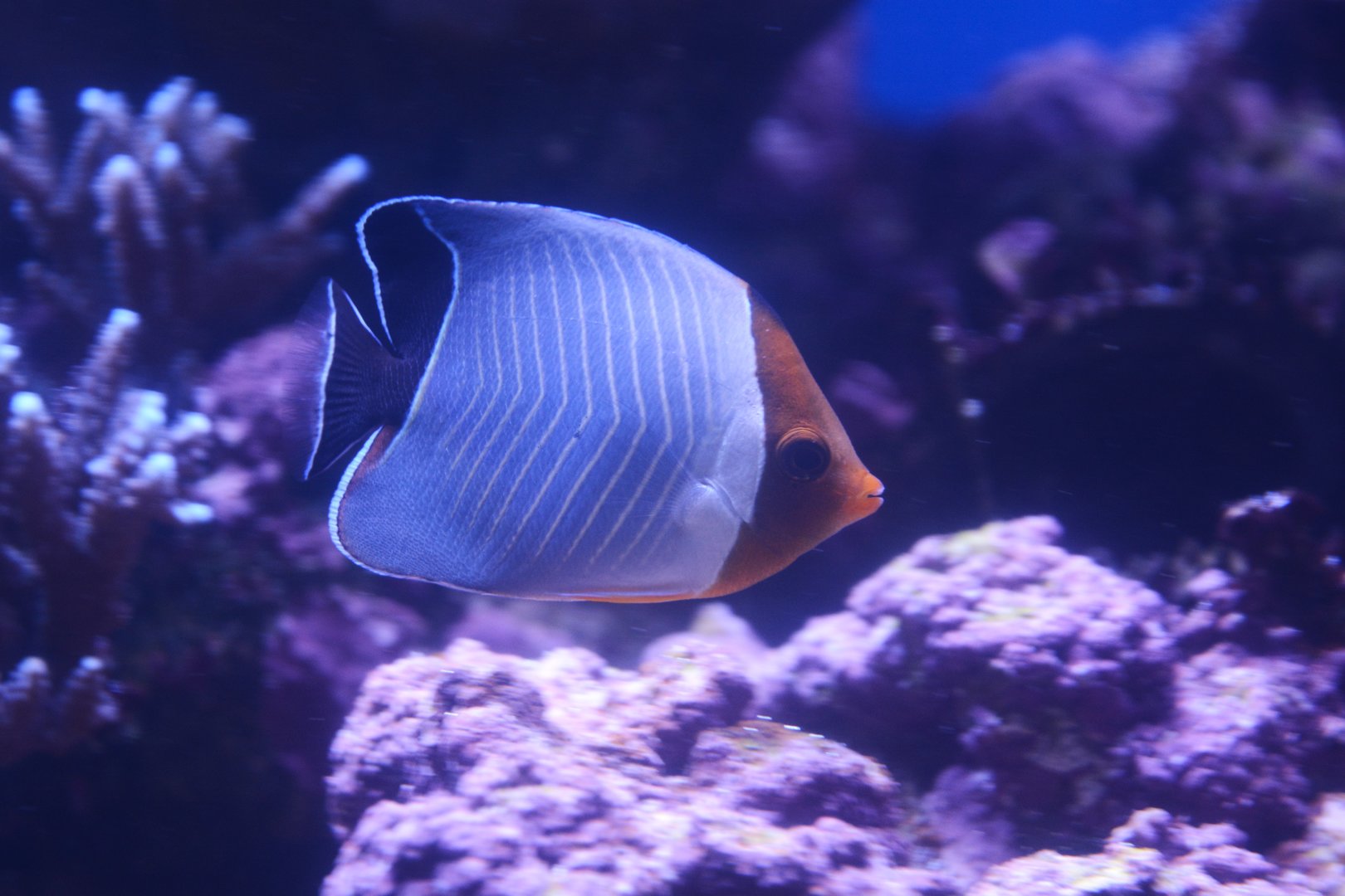 Hooded butterflyfish (Chaetodon larvatus)