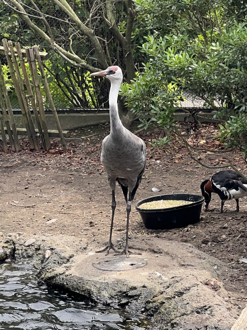 Hooded Crane and Red-Breasted Goose