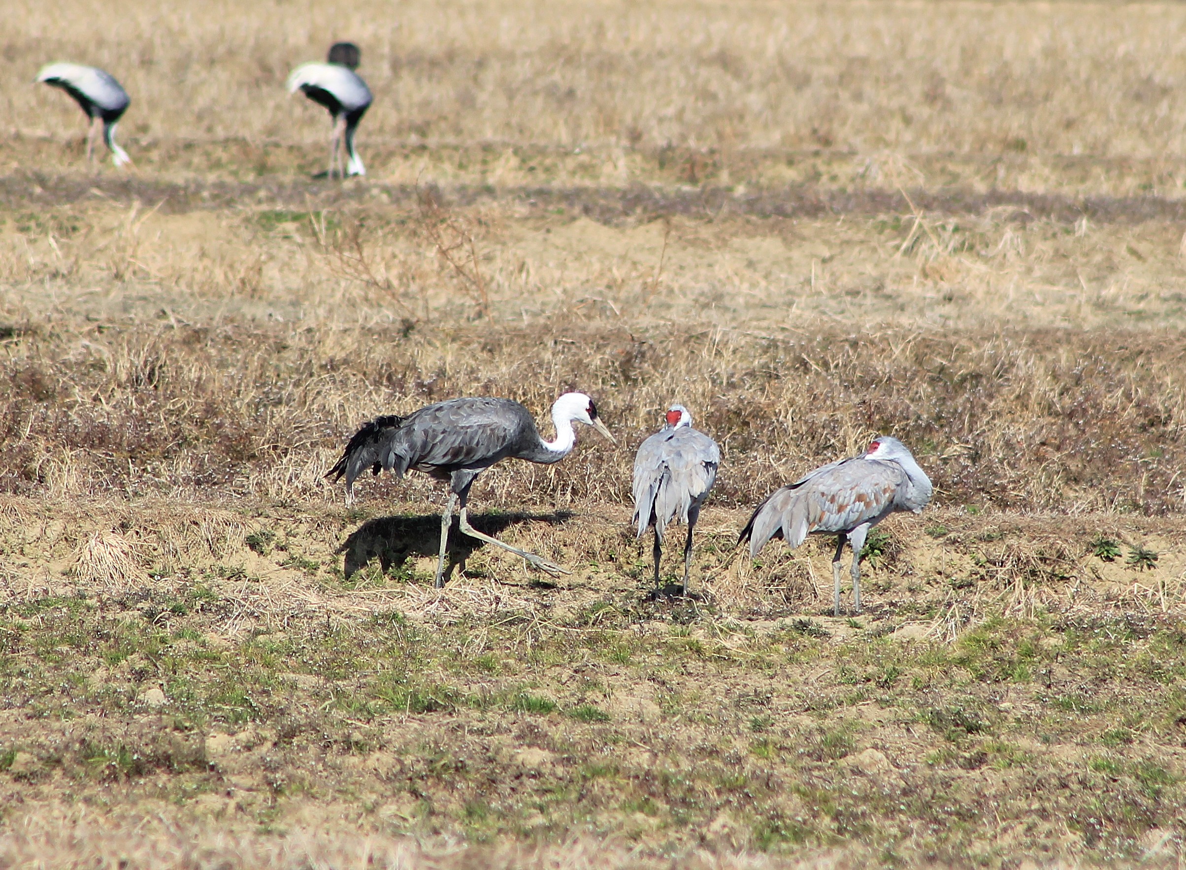 Hooded Crane and Sandhill Cranes