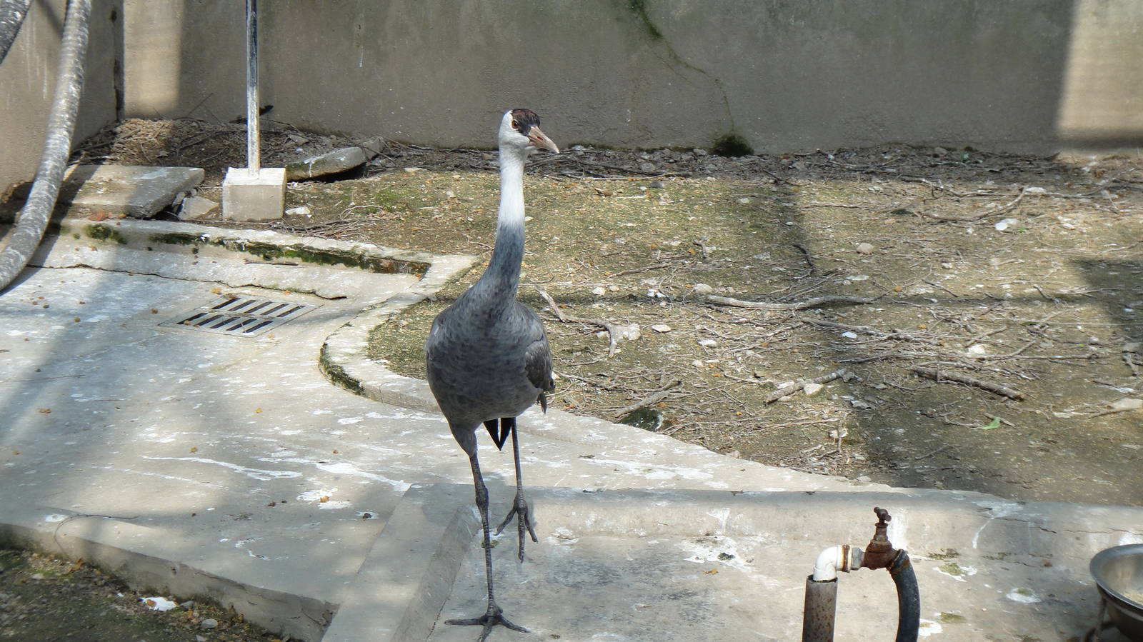 Hooded Crane at Shanghai zoo 2014-4-3