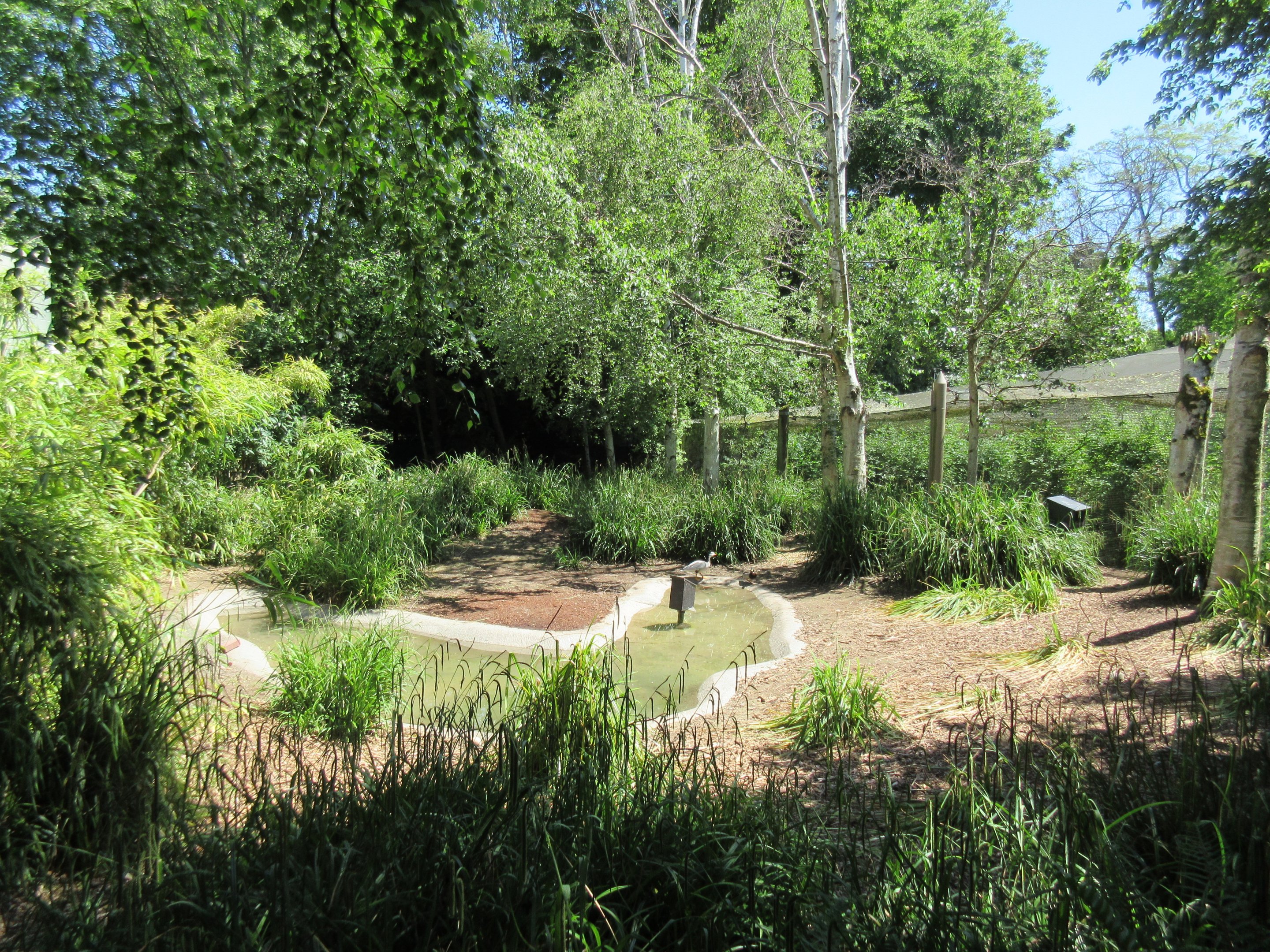 Hooded Crane/Bar-Headed Goose Exhibit