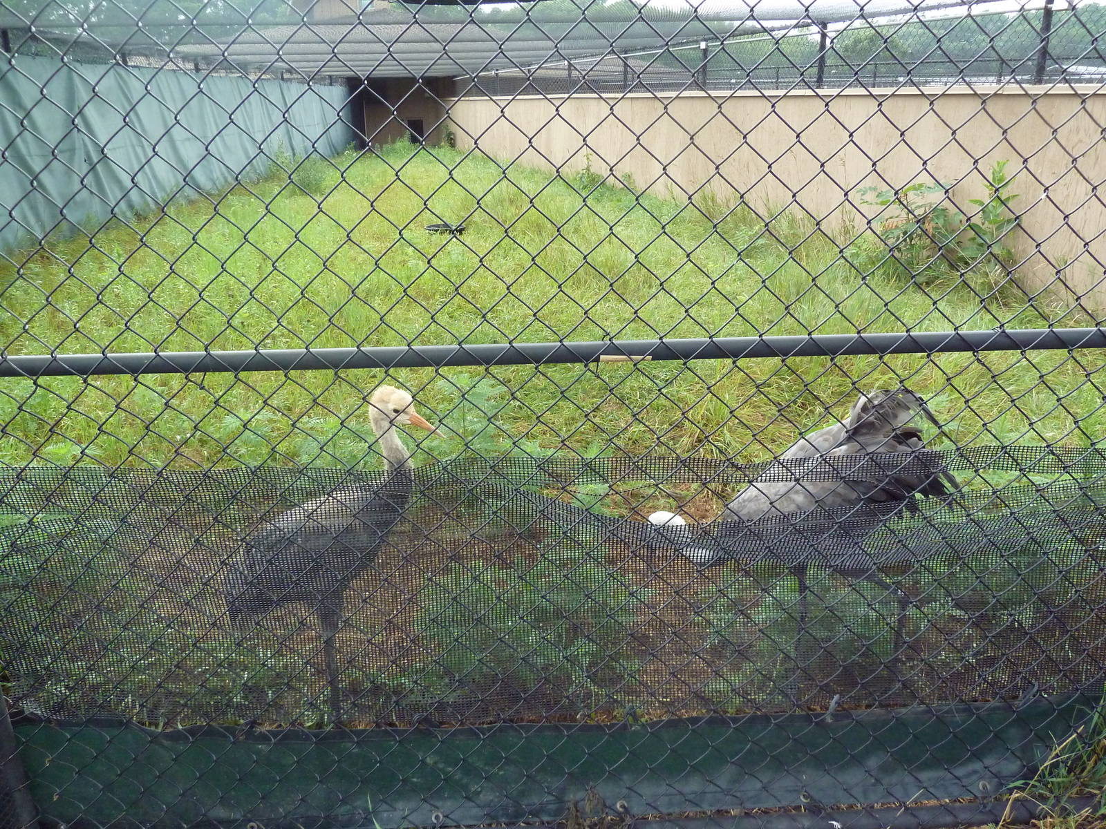 Hooded Crane Exhibit #1