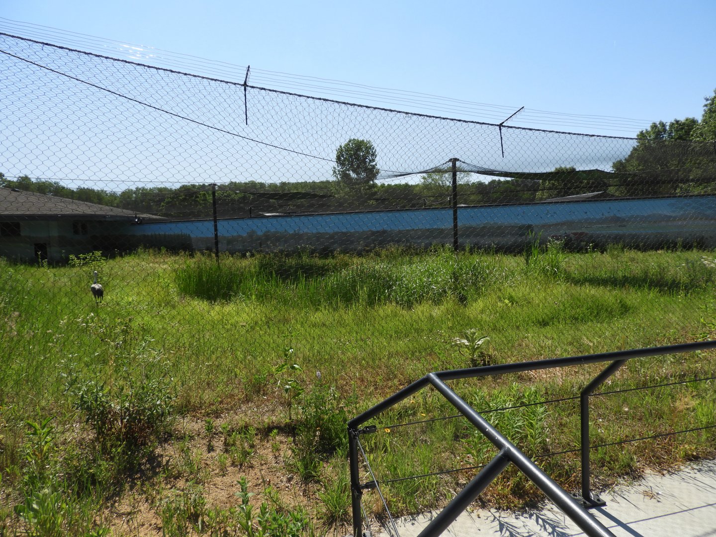 Hooded Crane exhibit - New in 2021