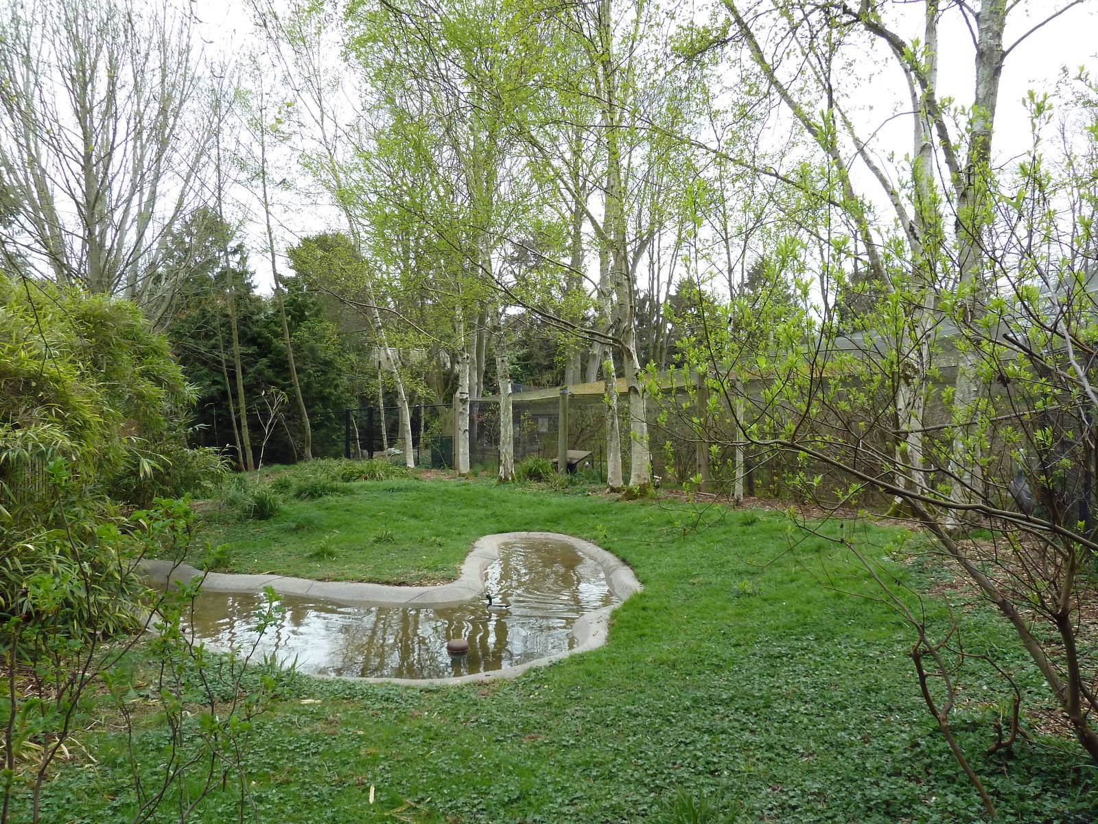 Hooded Crane Exhibit