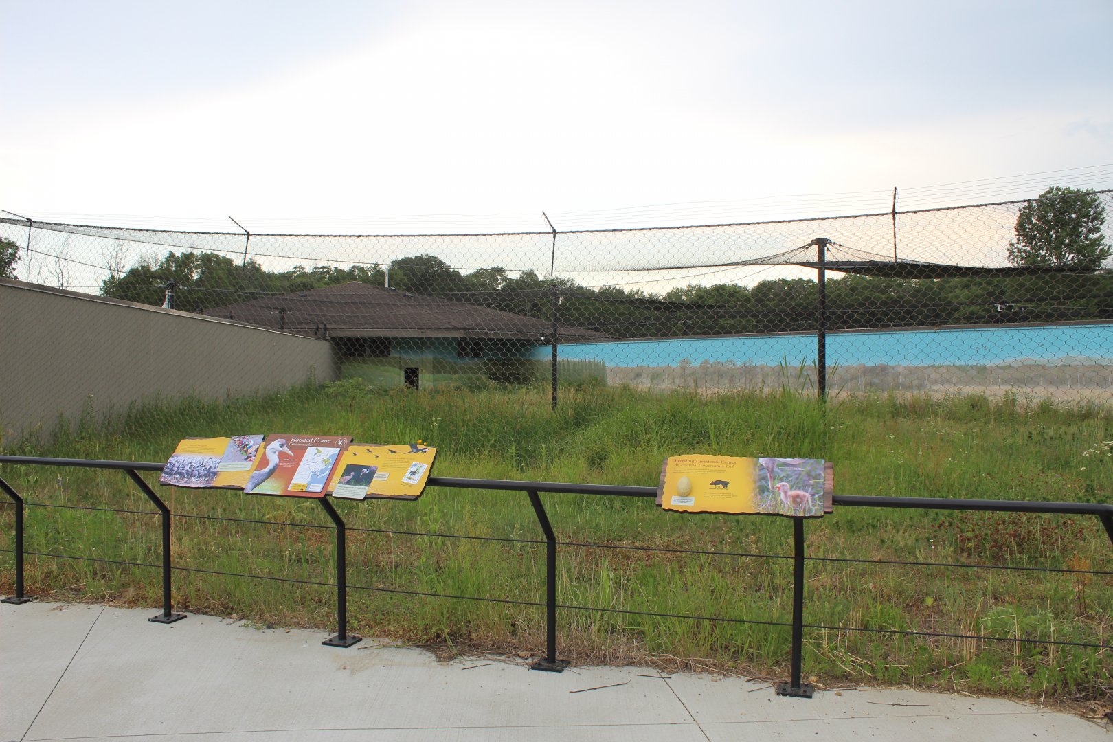 Hooded Crane Exhibit