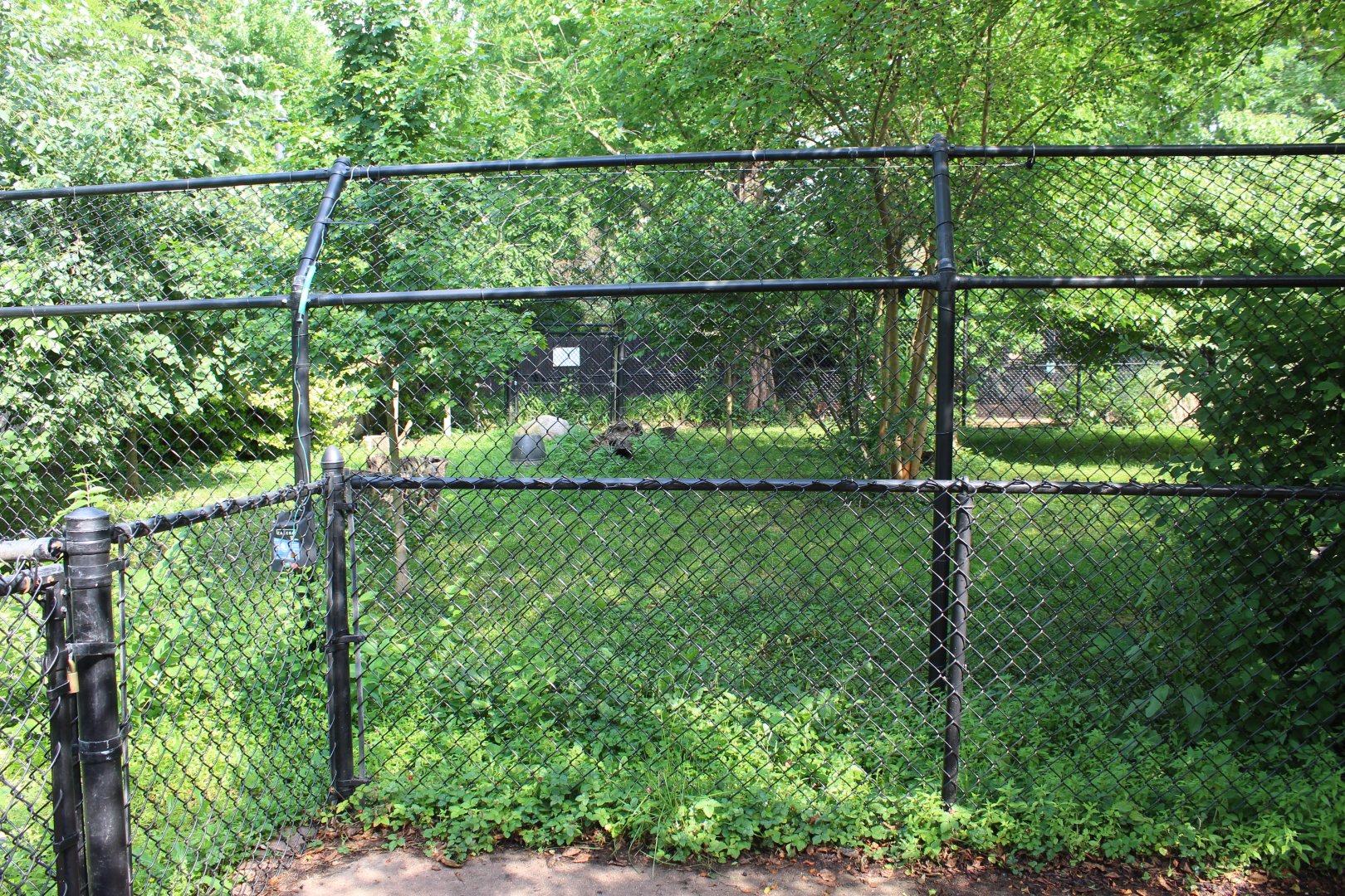 Hooded Crane Exhibit