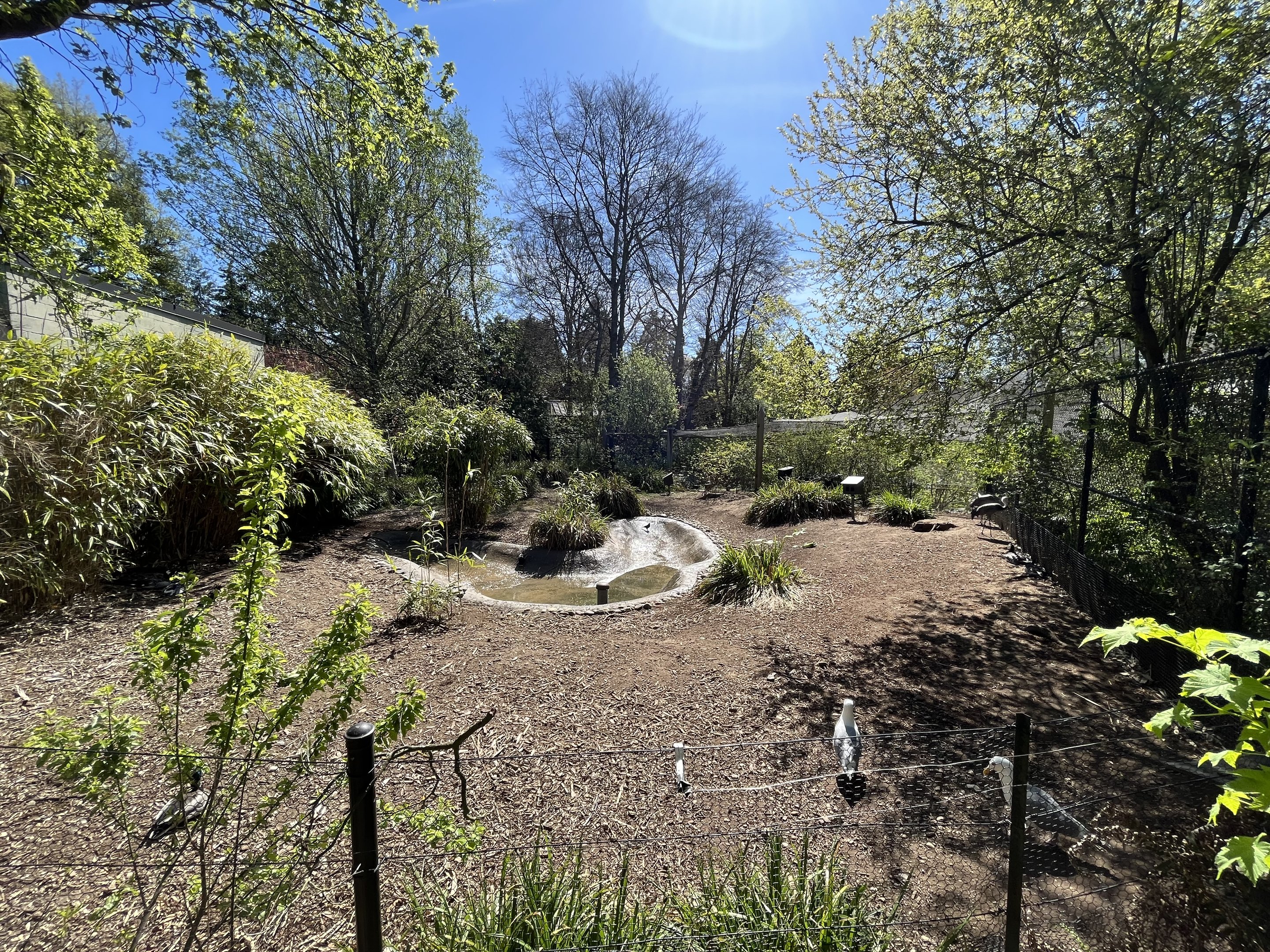 Hooded Crane Exhibit