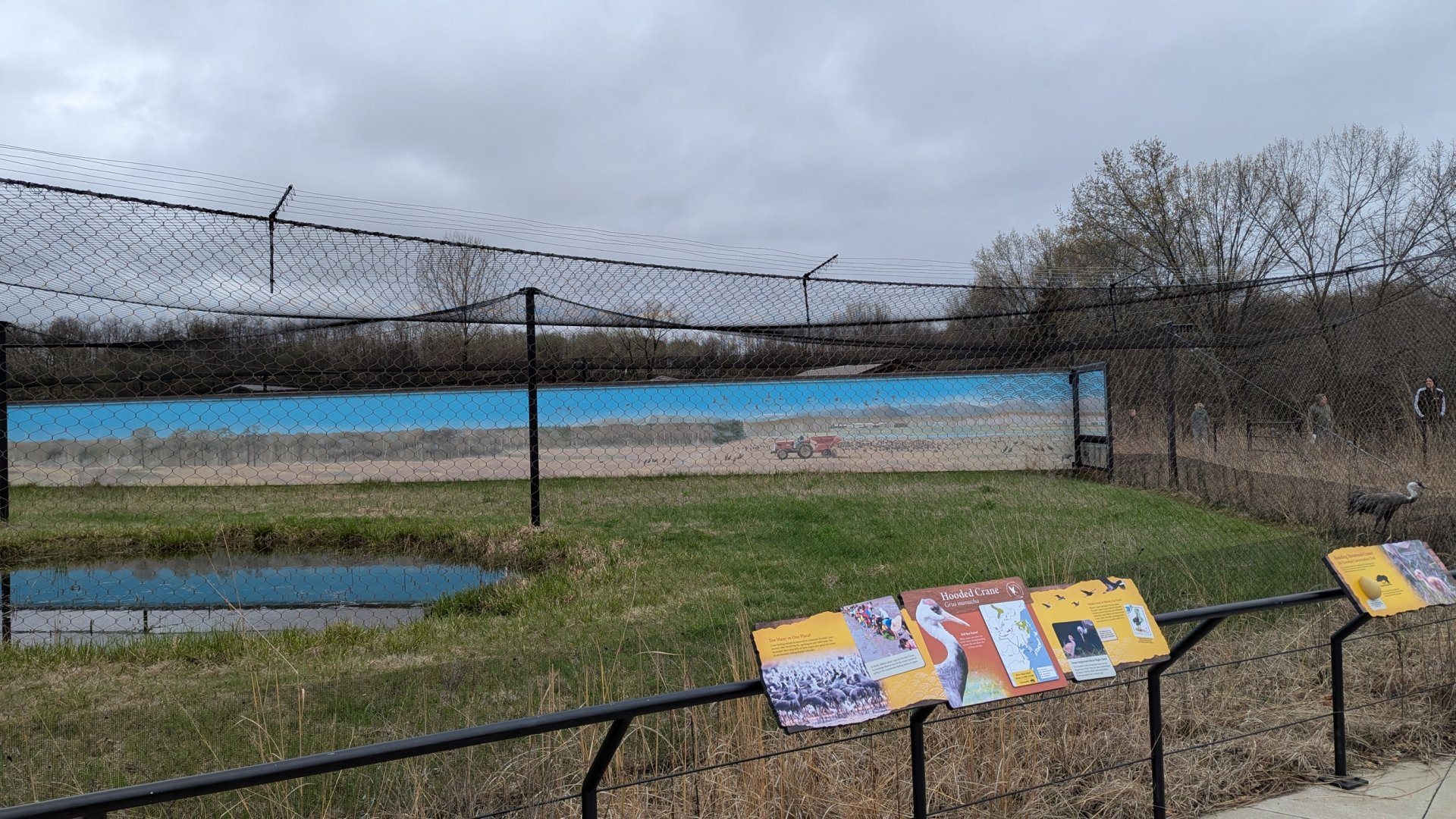 Hooded crane exhibit