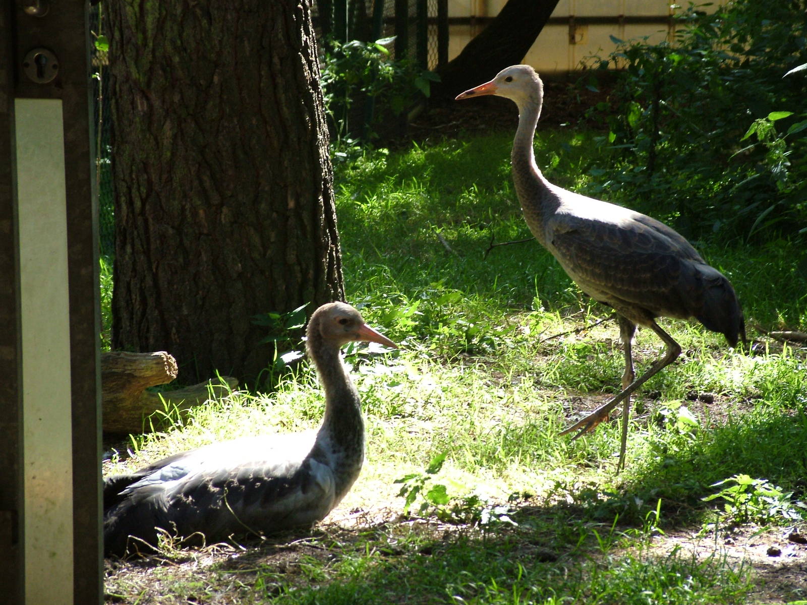 Hooded Crane (Grus monacha) chicks at Walsrode 2007