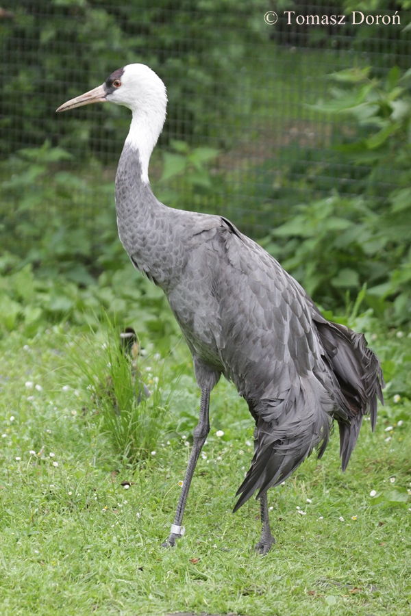 Hooded Crane (Grus monacha)