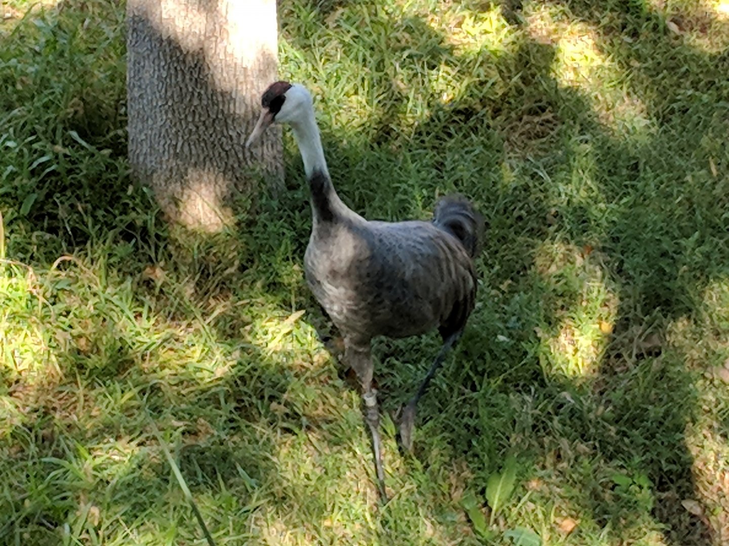 Hooded crane (Grus monacha)